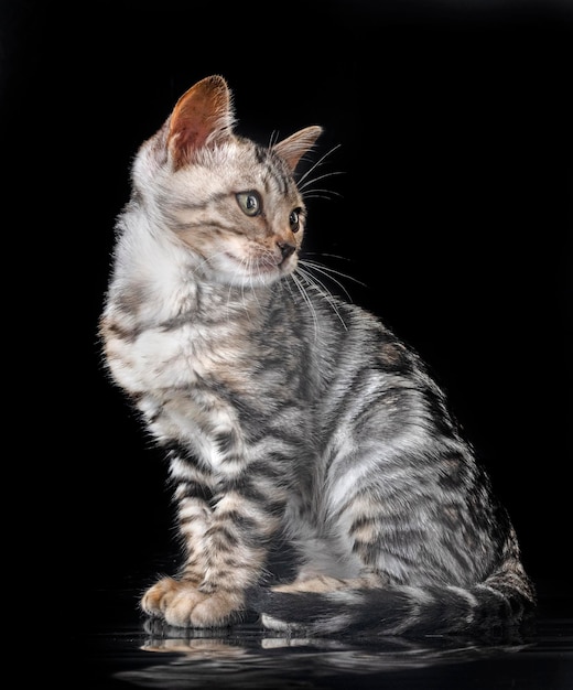 chaton bengal en studio