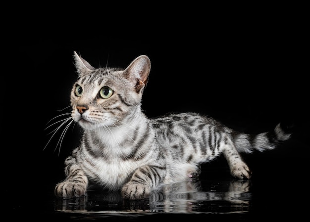 chaton bengal en studio