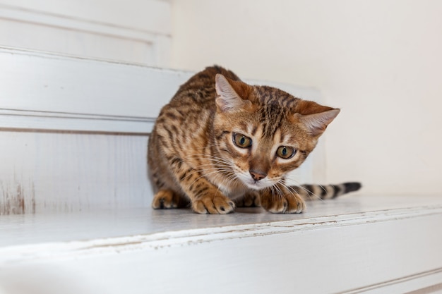 Chaton bengali, chaton bengali avec une drôle de tête, un chaton s'occupe d'un jouet