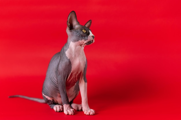 Le chaton bicolore mignon de sphynx se repose sur le fond d'écarlate avec l'ombre tendue la queue regardant loin