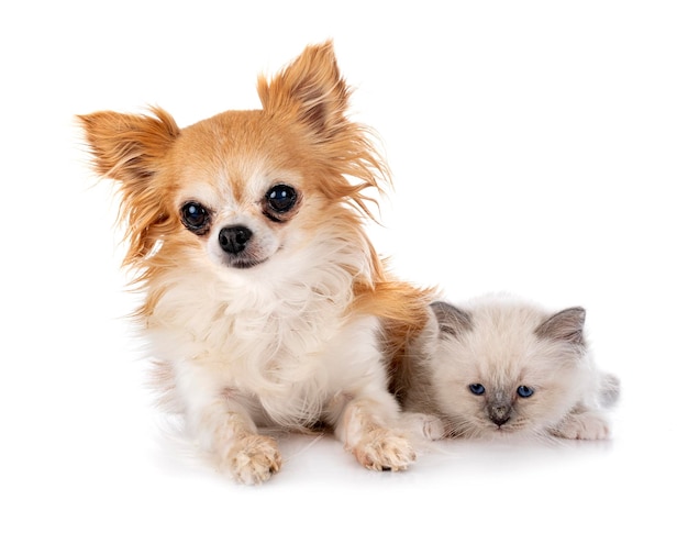 Chaton Birman et chihuahua en studio