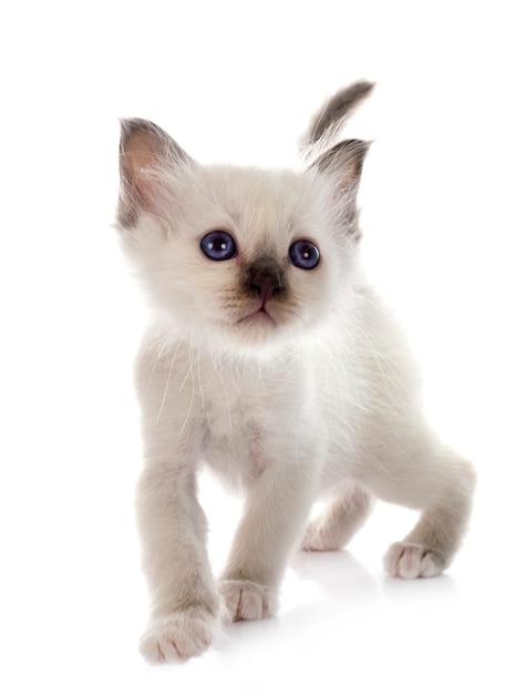 Chaton Birman en face sur blanc isolé