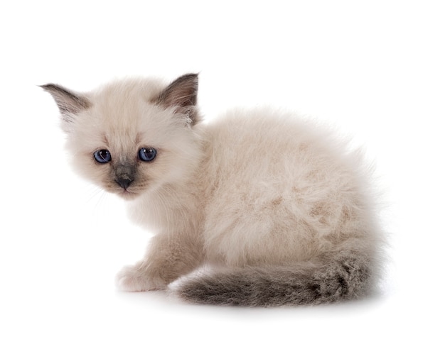 Chaton Birman en face sur blanc isolé