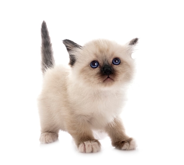 Chaton Birman en face sur blanc isolé