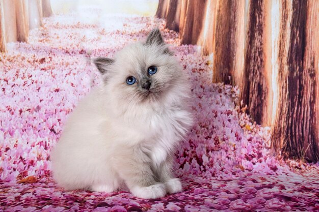 Chaton Birman in front of white background