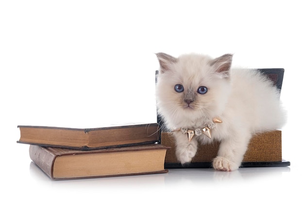 Chaton Birman in front of white background