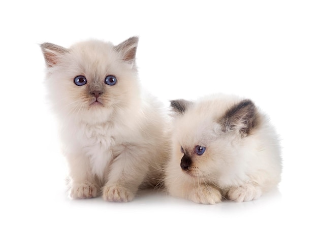 Chaton Birman in front of white background