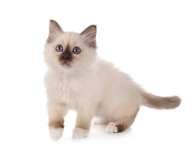 Chaton Birman isolé