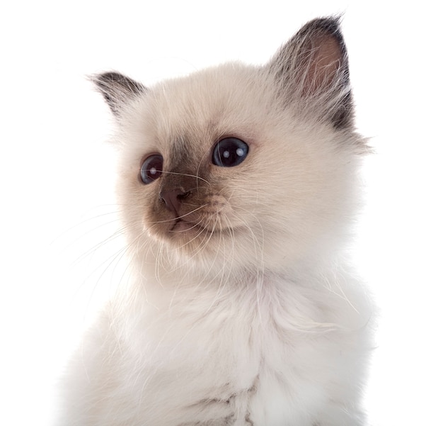 Chaton de Birmanie devant le mur blanc