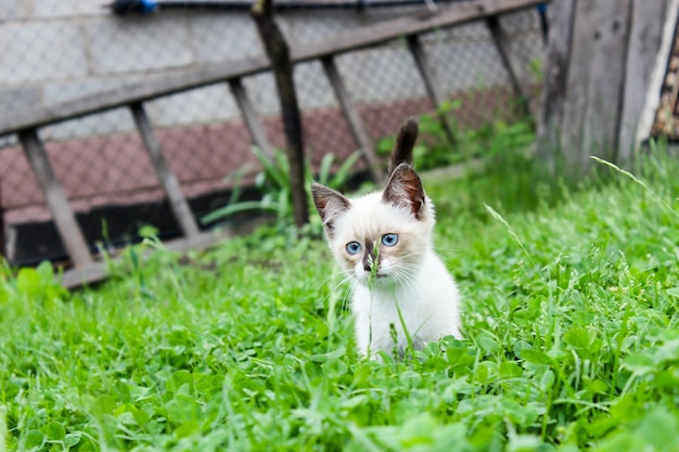 Chaton blanc aux yeux bleus sur l'herbe verte