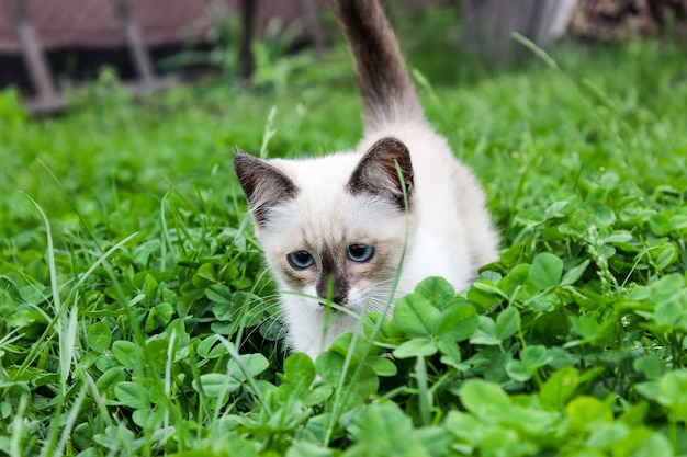 Chaton blanc aux yeux bleus sur l'herbe verte