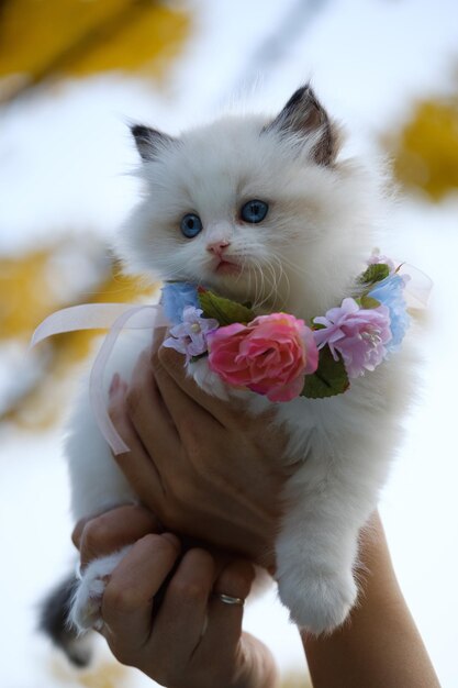 Photo chaton blanc avec collier de fleurs