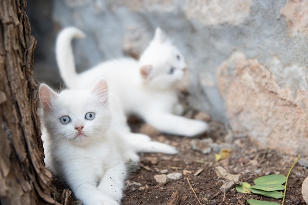 Chaton blanc à côté d'un arbre en regardant la caméra