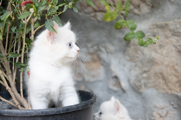 Chaton blanc dans un pot à côté