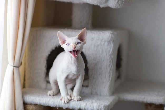 chaton blanc devon rex dit miaou gros plan