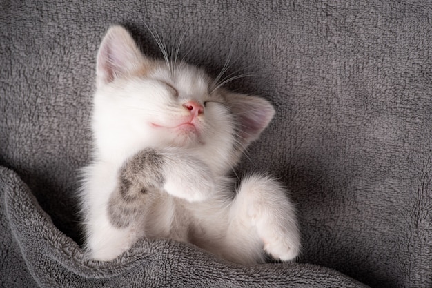 Le chaton blanc dort de façon amusante recouvert d'une couverture grise. Adorable chaton se reposant sur un plaid gris