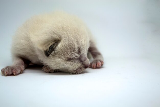 Le chaton blanc dort sur un fond blanc