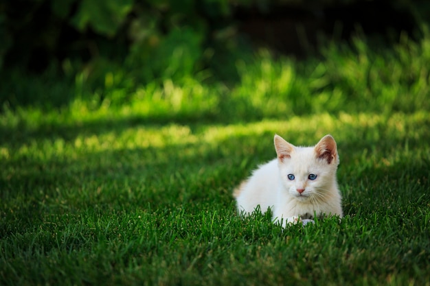 Photo chaton blanc à l'extérieur