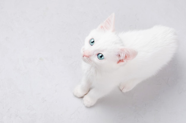 Chaton blanc sur un fond blanc