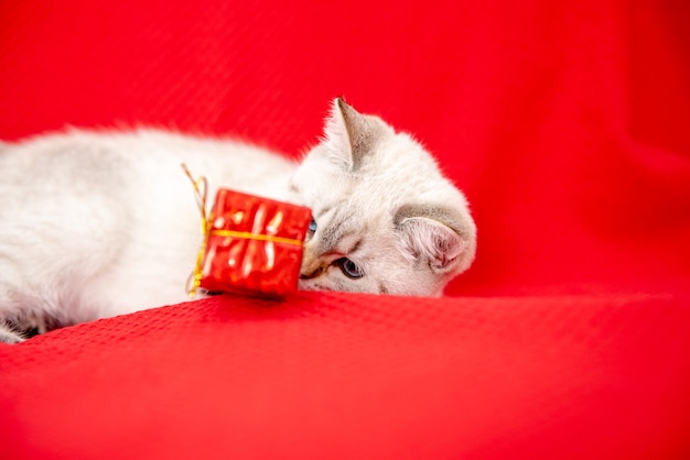 chaton blanc jouant avec boîte-cadeau isolé sur fond rouge concept de Noël et nouvel an