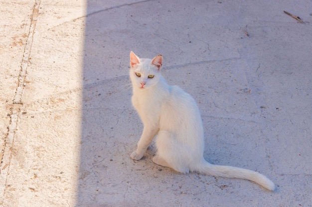 Un chaton blanc marche dans la rue