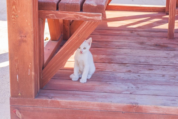 Un chaton blanc marche dans la rue