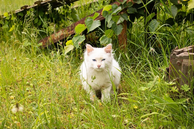 Le chaton blanc marche sur une herbe verte