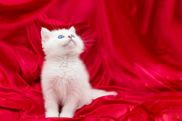 Chaton blanc mignon aux yeux bleus