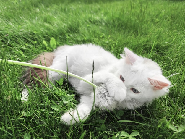 Chaton blanc mignon jouant avec le pissenlit sur fond d'herbe verte à l'extérieur