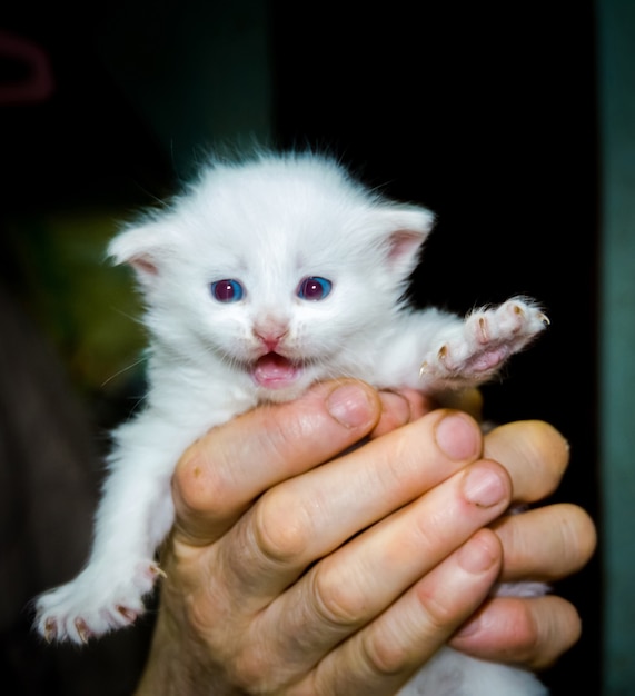 Chaton blanc mignon