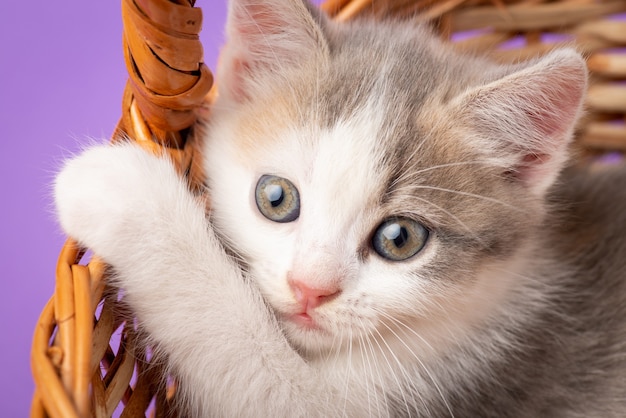 Chaton blanc regardant quelque part effrayé. Beau chat jouant dans un panier