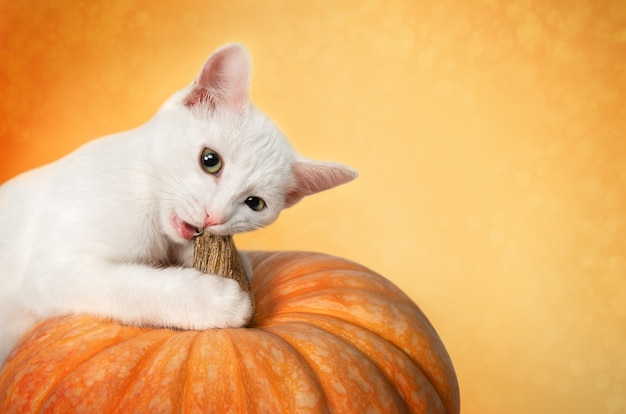 Un chaton blanc ronge la queue d'une citrouille