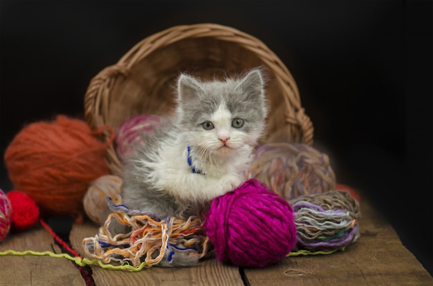 Chaton avec des boules de laine colorées