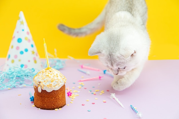 Le chaton britannique blanc mange un petit gâteau de fête. Décorations de vacances, fond jaune et rose, bougies. Concept de vacances et d'anniversaire.