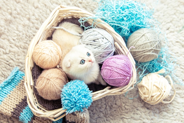 Chaton Britannique Drôle Assis Dans Un Panier Avec Des Boules De Fils.