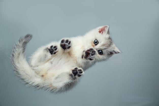 Chaton britannique drôle blanc sur une table grise. Vue de dessous. Angle inhabituel. Mise au point sélective.