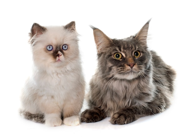 chaton britannique longhair et maine coon