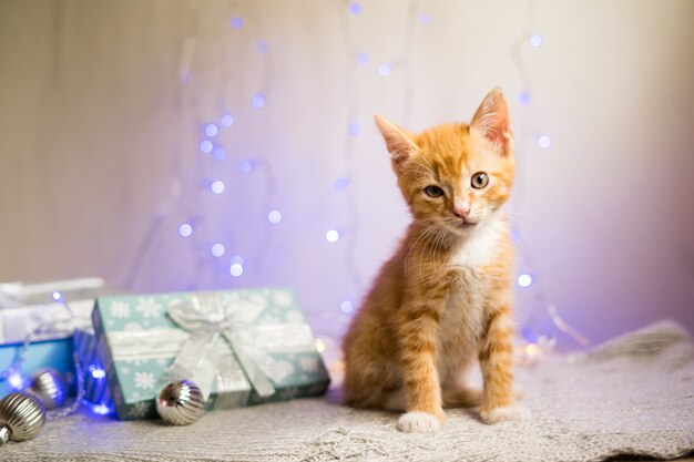 Chaton britannique, Noël et nouvel an, chat portrait sur fond de couleur studio. photo de haute qualité