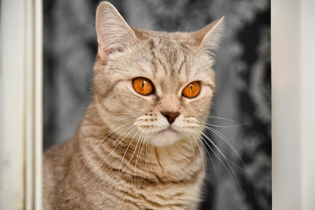 Chaton britannique à poil court aux yeux jaunes .gros plan. Animal de compagnie mignon. Portrait.