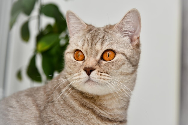 Chaton britannique à poil court aux yeux jaunes Gros plan mignon animal de compagnie Portrait