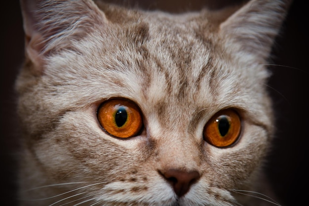 Chaton britannique à poil court aux yeux jaunes Gros plan mignon animal de compagnie Portrait