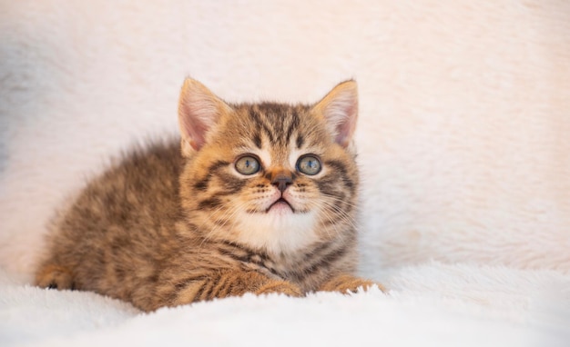 Photo le chaton britannique regarde la caméra avec un sourire.