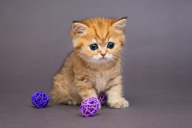 Chaton britannique rouge jouant avec des boules