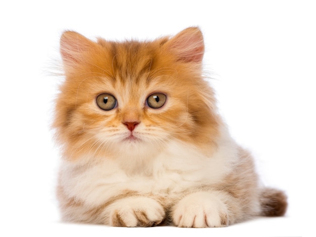 Chaton British Longhair (2 mois) couché et regardant