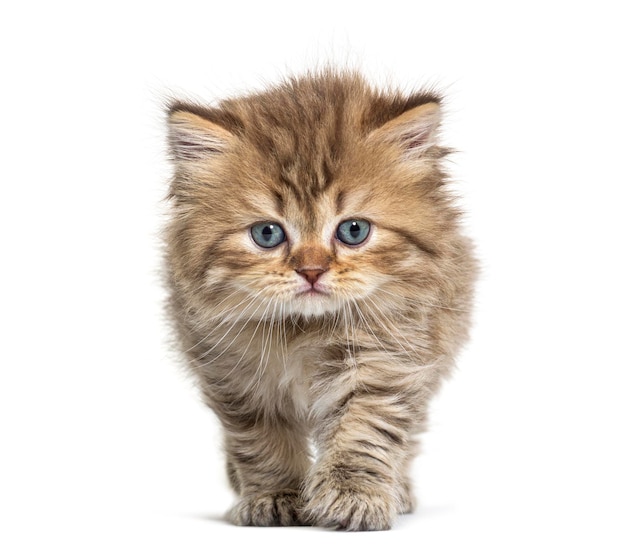 Chaton British longhair approche