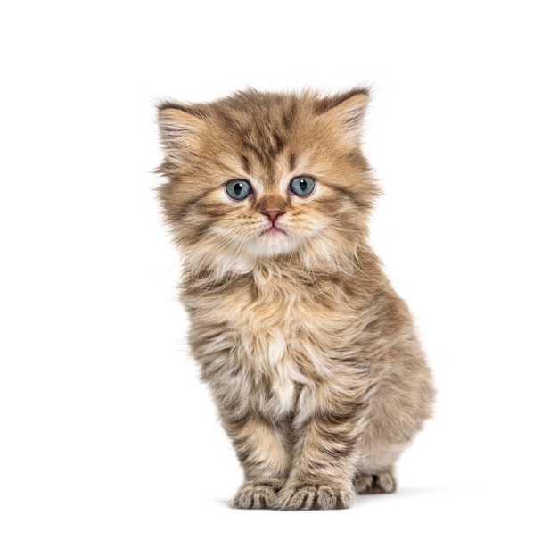 Chaton British longhair debout isolé sur blanc