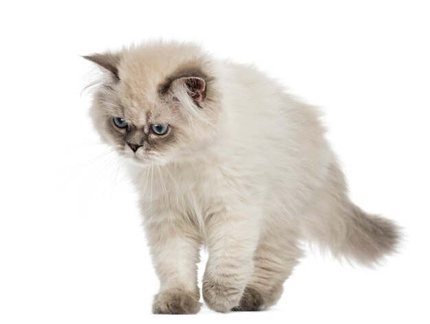 Chaton British Longhair marche, regardant vers le bas