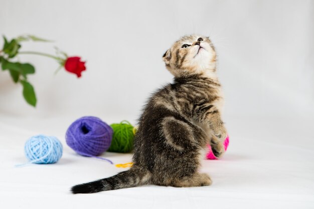 Chaton British Shorthair sur blanc