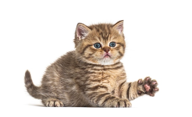 Chaton British Shorthair couché