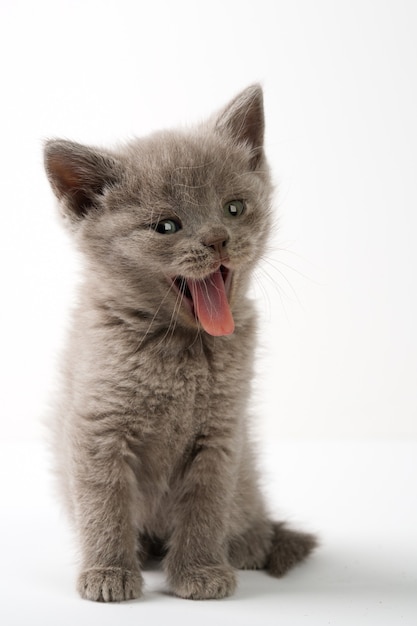 Chaton British shorthair fond blanc